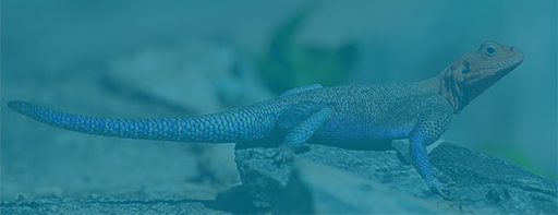 Gyakran Ismételt Kérdések